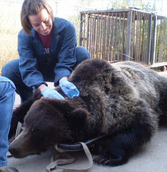A researcher examines a bear